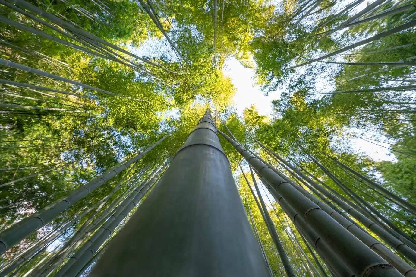 Nahaufnahme von Bäumen im Wald